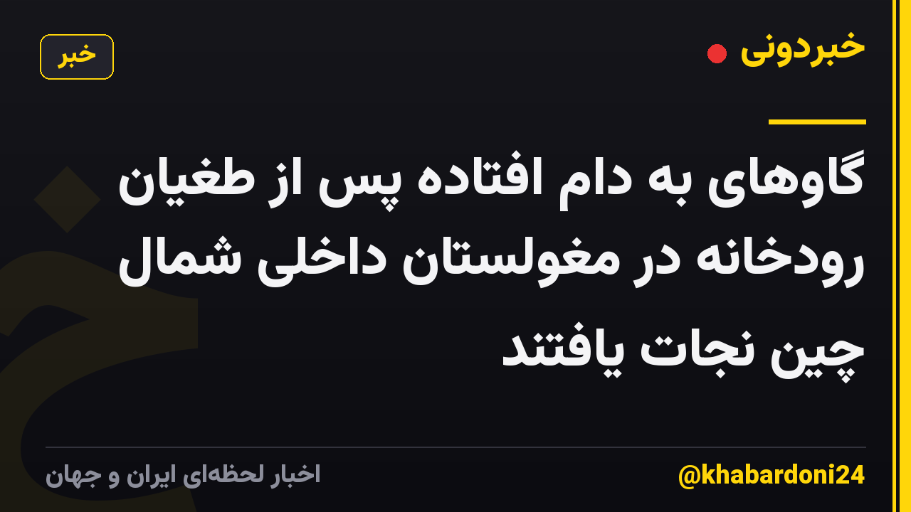 گاوهای به دام افتاده پس از طغیان رودخانه در مغولستان داخلی شمال چین نجات یافتند