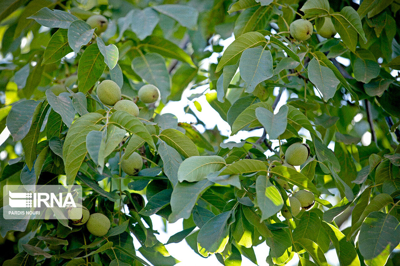 کشت ارقام اصلاح شده گردو در خلخال ترویج مییابد
