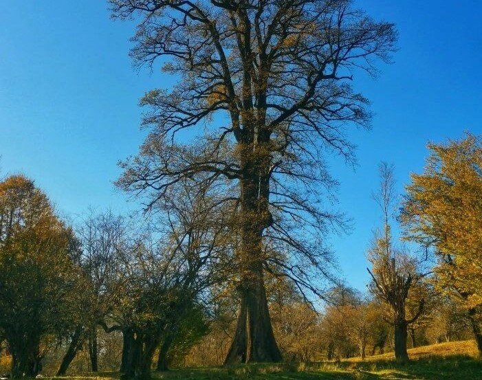 نگهبان پیر جنگلهای هیرکانی