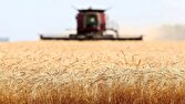 عقب افتادگی ۲ میلیون تنی میزان خرید با پیش بینی‌های اولیه