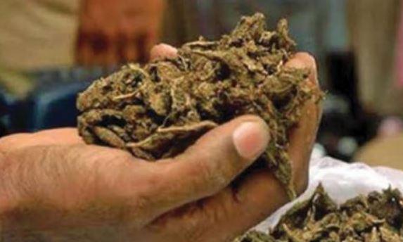 نوجوانی در فرودگاه احمدآباد با 5.36 کرور ماری جوانا نگهداری می شود