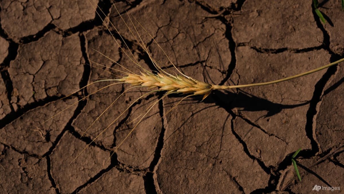 تقویت ال نینو احتمالاً در بین بزرگترینهای ثبت شده قرار خواهد گرفت: آژانس ایالات متحده