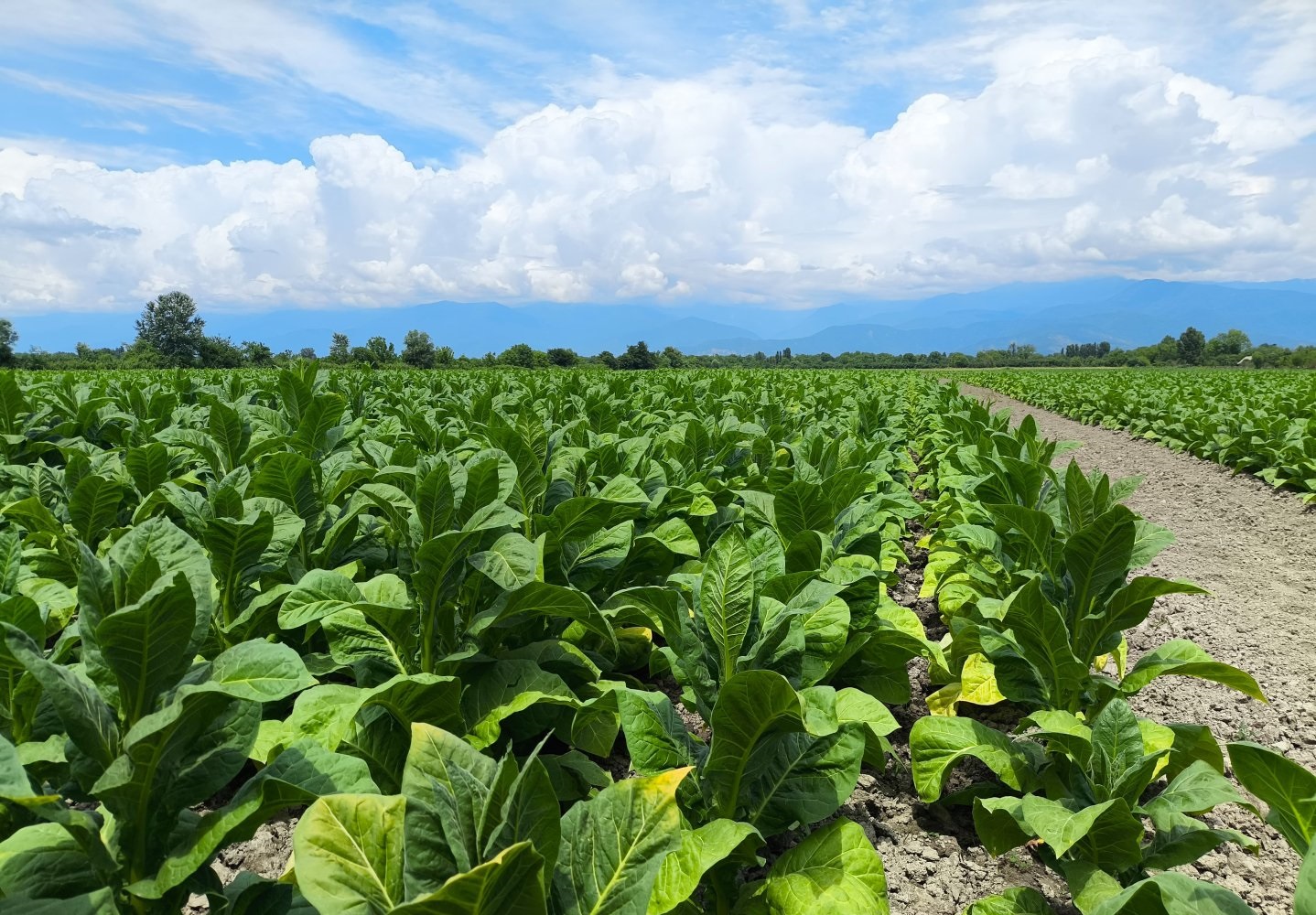 بخش کشاورزی آذربایجان در 6M2026 جای پای خود را به دست آورده است