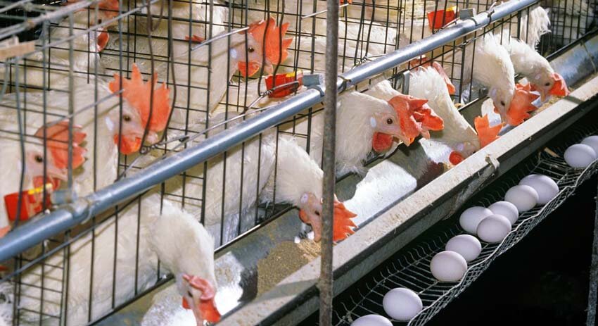چالش ناترازی درزنجیره تأمین تخممرغ؛ شکاف میان قیمتهای تمامشده وعرضه