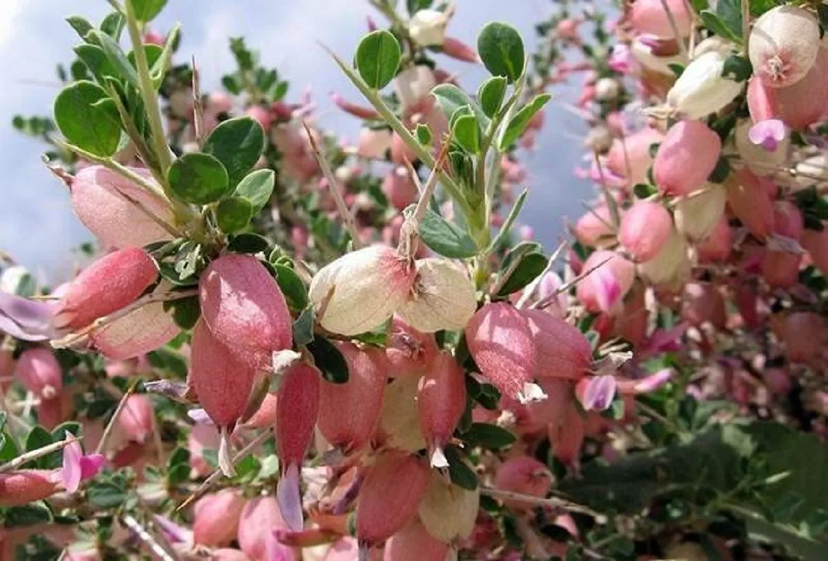 بررسی خاصیت آنتیاکسیدانی گیاه «انزروت»