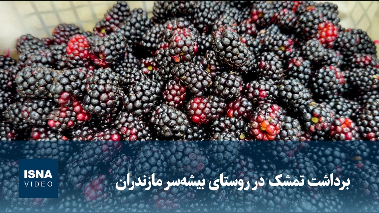 ویدیو/ برداشت تمشک در روستای بیشه‌سر مازندران
