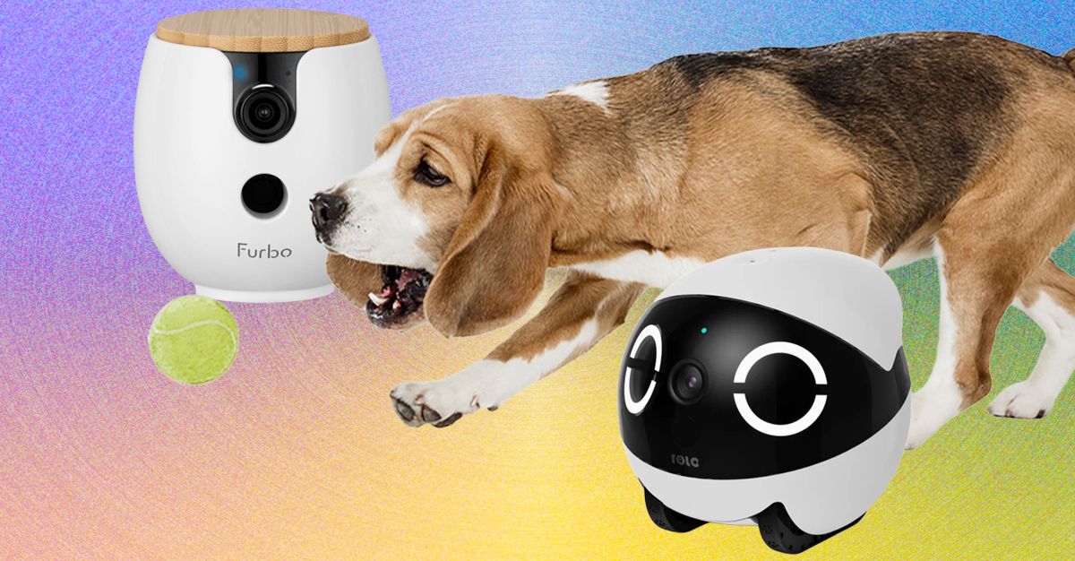 10 بهترین دوربین حیوانات خانگی 2026: Furbo، Petcube و Enabot