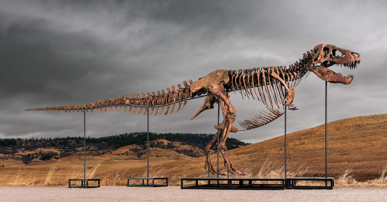 حراج Sotheby's Big T. Rex نگرانی هایی را ایجاد کرد که تبلیغات و ثروت در حال تغییر علم هستند