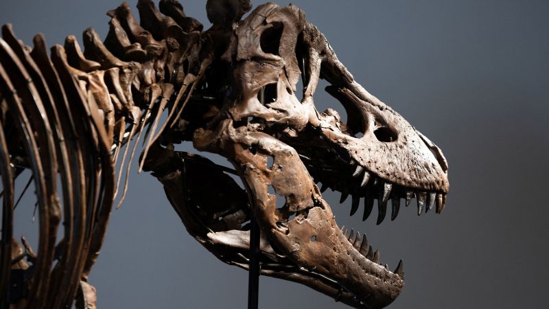 فسیل کمیاب T. rex در حراجی به قیمت رکورد 50.1 میلیون دلار فروخته شد