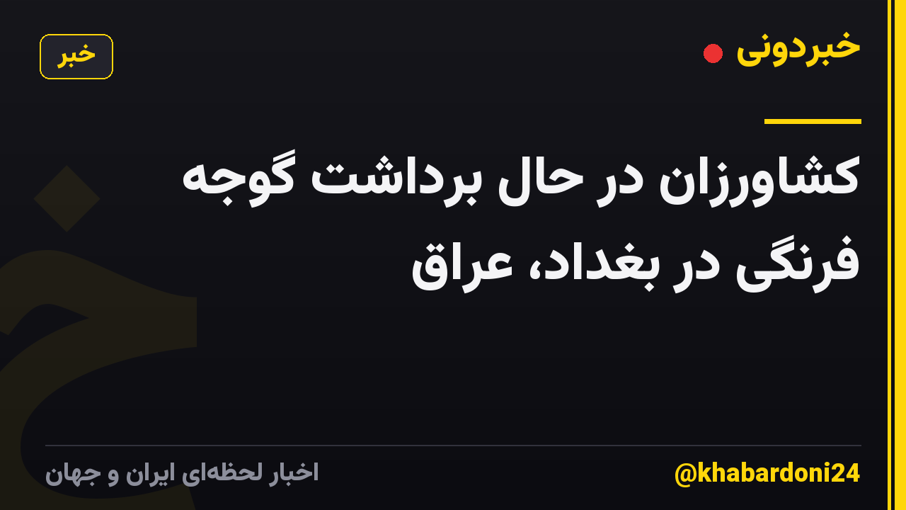 کشاورزان در حال برداشت گوجه فرنگی در بغداد، عراق