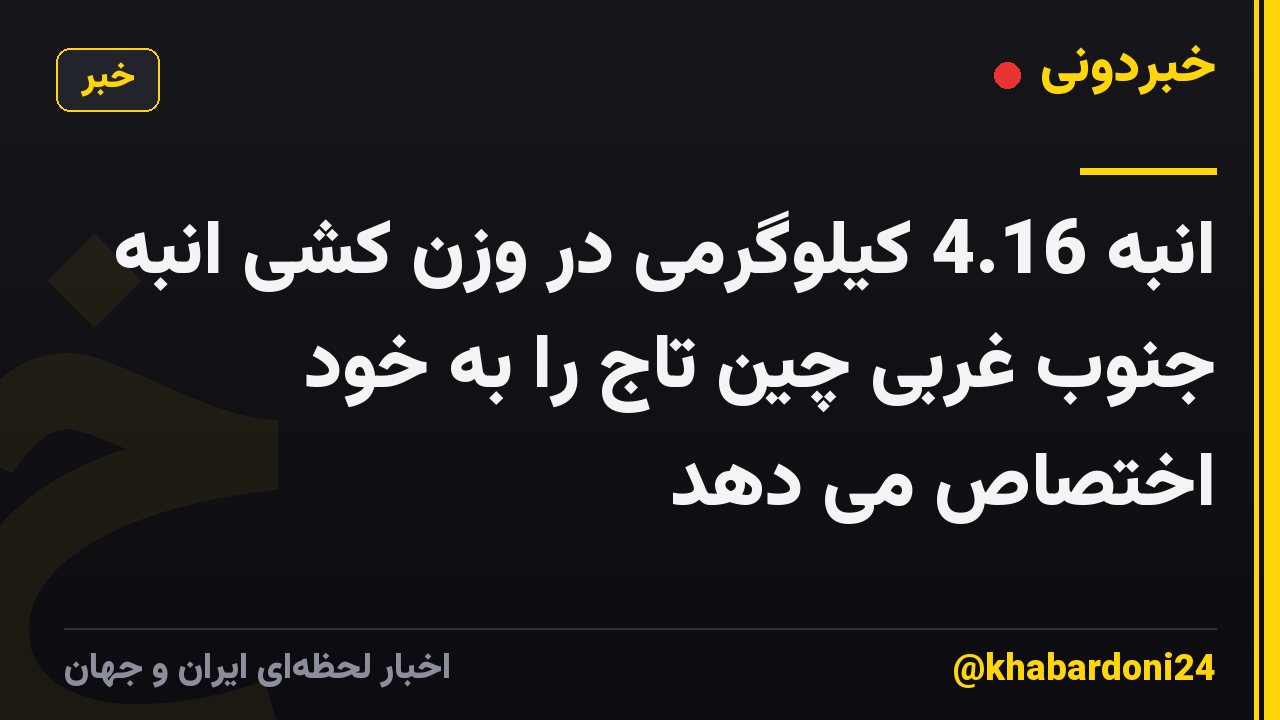 انبه 4.16 کیلوگرمی در وزن کشی انبه جنوب غربی چین تاج را به خود اختصاص می دهد