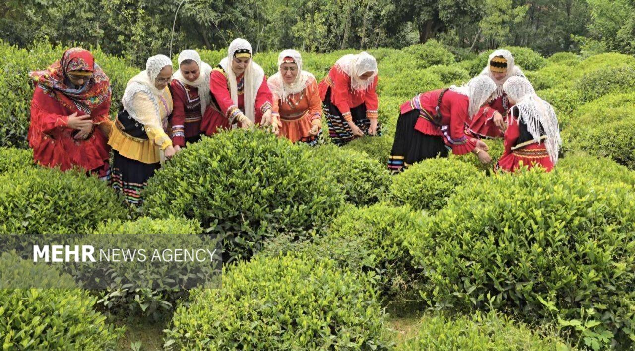 بهشتی: ۱۶۰۰۰ تُن برگ سبز چای در رودسر خریداری شد