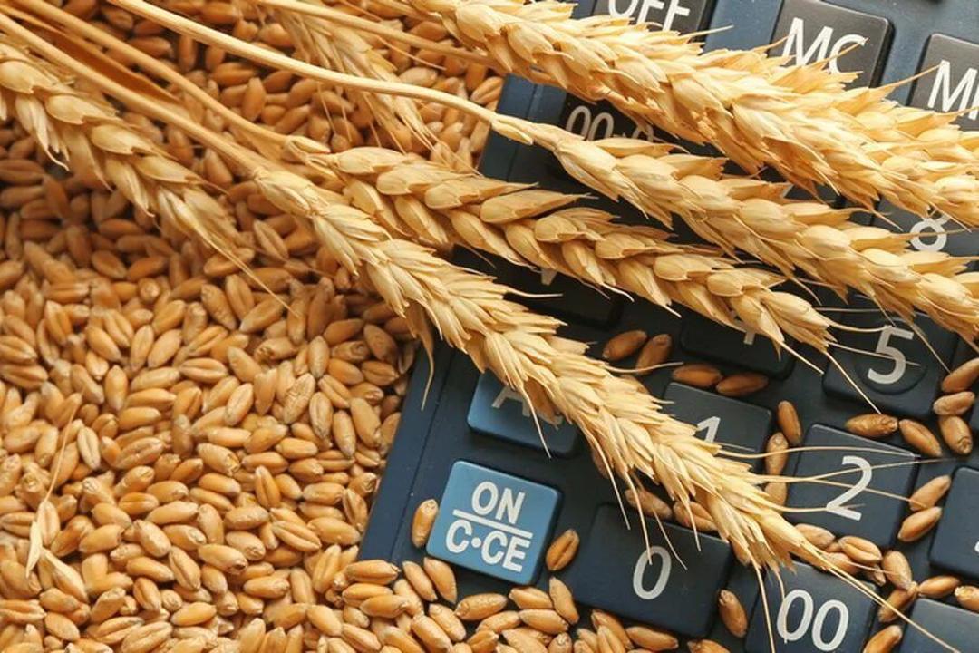 قزاقستان صادرات محصولات کشاورزی را از طریق توسعه تولید دانه های روغنی افزایش می دهد