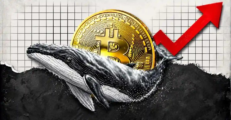نهنگ های بیت کوین از نوسانات انباشته می کنند، بی سر و صدا بیت کوین را با 17 درصد تخفیف جمع می کنند