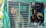 حمله پلنگ سرگردان به یک مشروب فروش