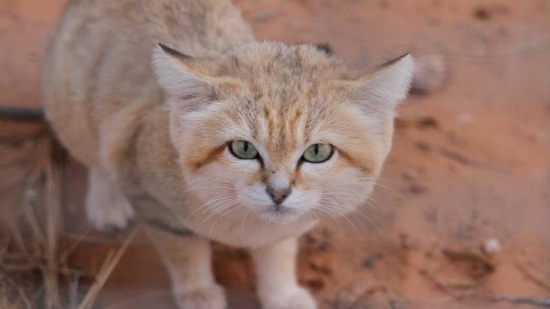 چگونه یک ویدیوی یوتیوب به طور تصادفی وجود "ارواح صحرا" لیبی را ثابت کرد