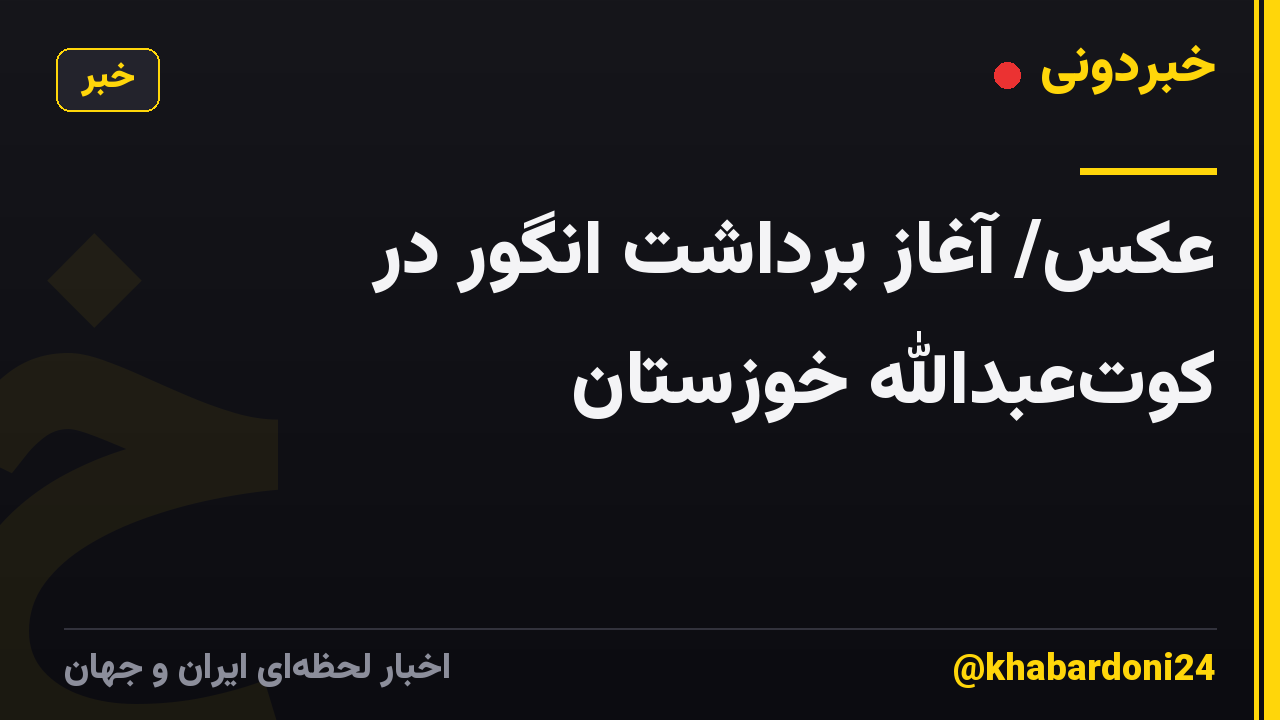 عکس/ آغاز برداشت انگور در کوت‌عبدالله خوزستان