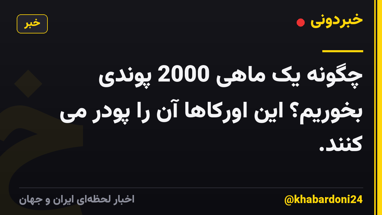 چگونه یک ماهی 2000 پوندی بخوریم؟ این اورکاها آن را پودر می کنند.
