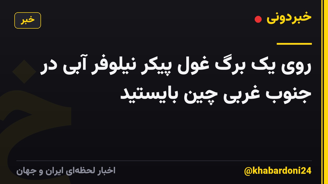 روی یک برگ غول پیکر نیلوفر آبی در جنوب غربی چین بایستید