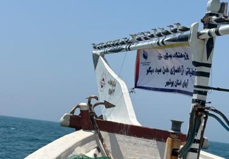آخرین وضعیت ذخایر میگوی دریایی بوشهر در سال ۱۴۰۵ اعلام شد