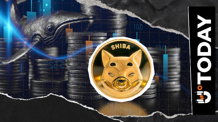 افت 97 درصدی جریان تبادل SHIB: Driving Bears چیست؟