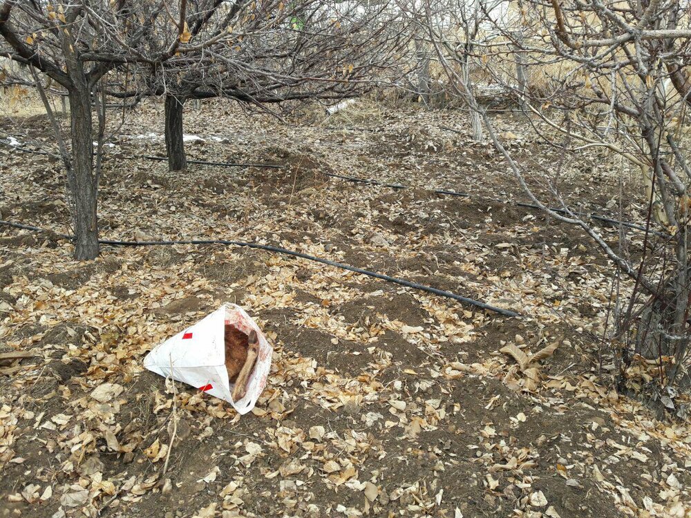 دستگیری شکارچی غیر مجاز با لاشه گراز وحشی در حاجیآباد