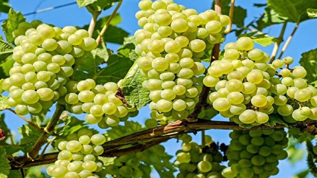 یاقوتهای سبز کویر کام کشاورزان را شیرین کرد