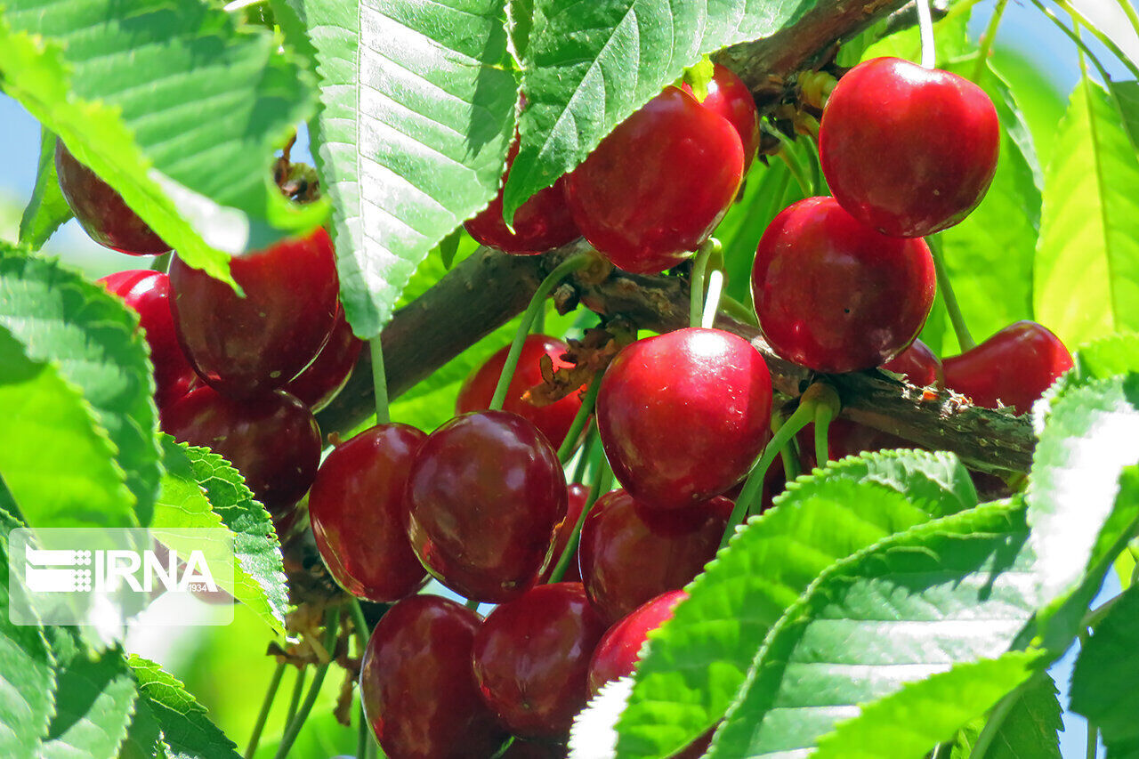 آفت، دلال و کمبود آموزش؛ سه زنگ خطر برای گیلاس خراسان شمالی