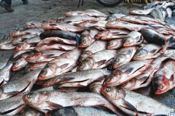 تلف شدن آبزیان رودخانه مسقان شیراز