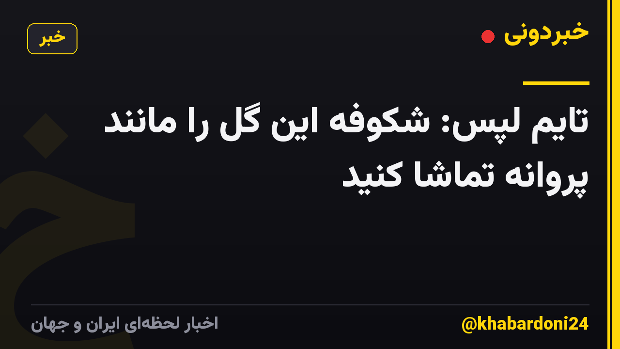 تایم لپس: شکوفه این گل را مانند پروانه تماشا کنید