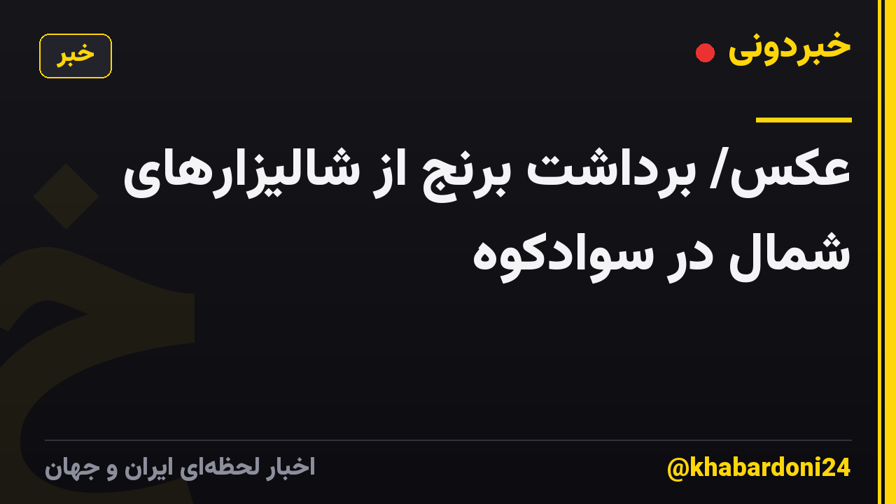 عکس/ برداشت برنج از شالیزارهای شمال در سوادکوه