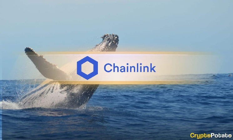 Chainlink به تازگی بزرگترین جریان خروجی مبادلات خود را از ژوئن مشاهده کرده است - گاوها در حال تماشا هستند