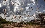 هجوم گسترده ملخها به داغستان