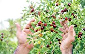 یاقوتهای سرخ کویر در راه بازار