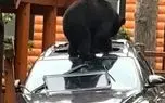 حمله خرس مادر و تولهاش به خودروی گردشگران