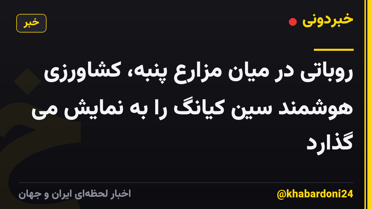 روباتی در میان مزارع پنبه، کشاورزی هوشمند سین کیانگ را به نمایش می گذارد