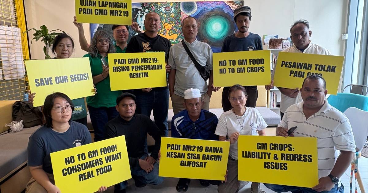 کشاورزان مالزیایی و گروه های محیط زیستی خواستار رد آزمایش برنج GMO شدند