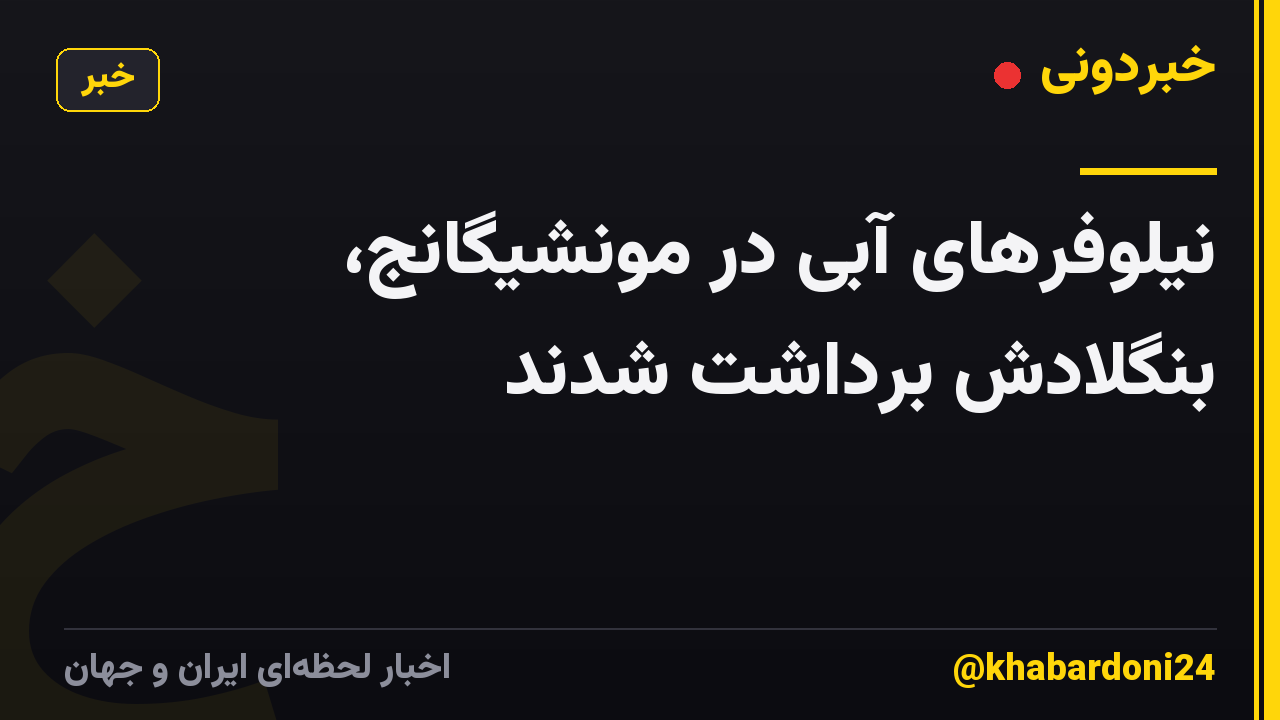 نیلوفرهای آبی در مونشیگانج، بنگلادش برداشت شدند