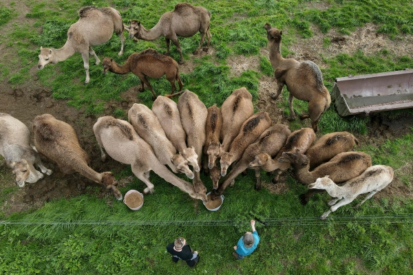 شترها در استرالیای دورافتاده خانه بعید می یابند