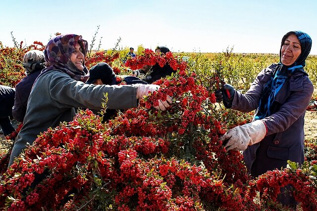 سدهای هشتگانه در مسیر کارآفرینی زنان روستایی