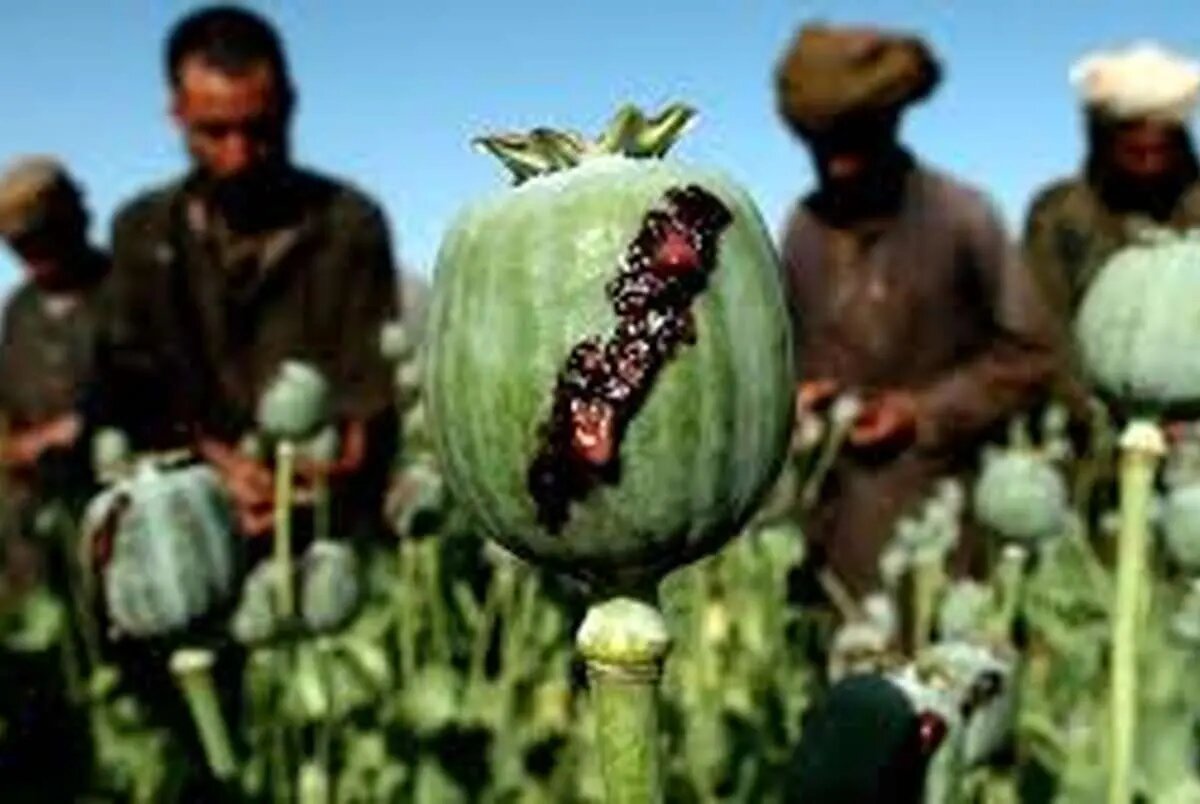 تریاک چه شد؟/ اعلام پرمصرفترین ماده مخدر در ایران