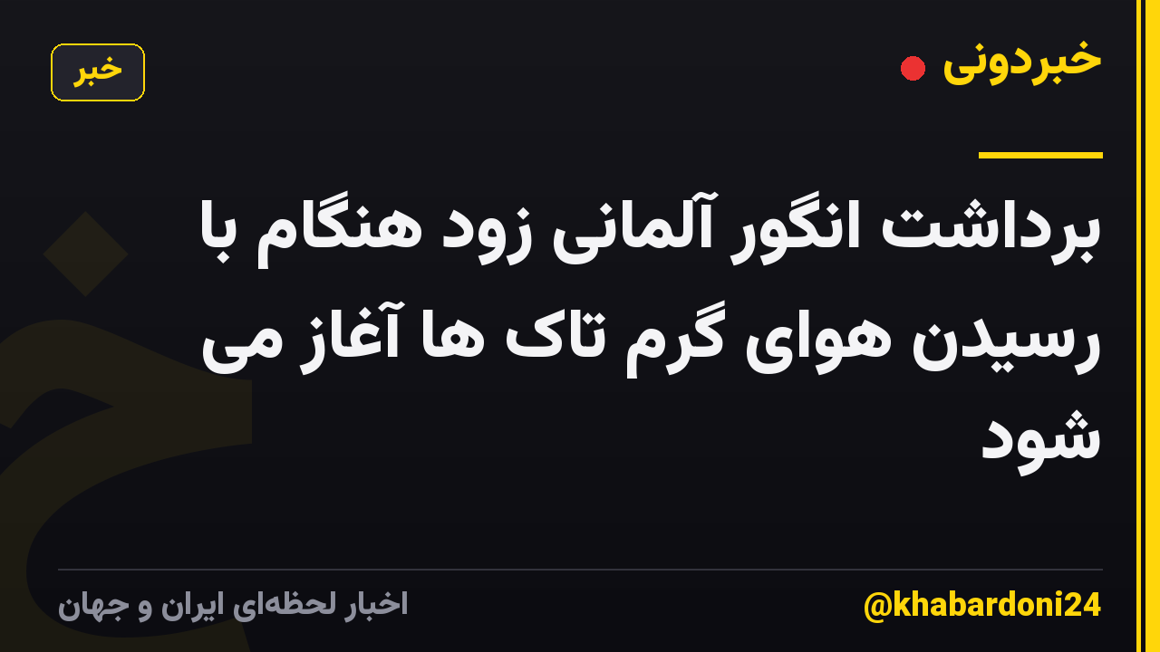 برداشت انگور آلمانی زود هنگام با رسیدن هوای گرم تاک ها آغاز می شود