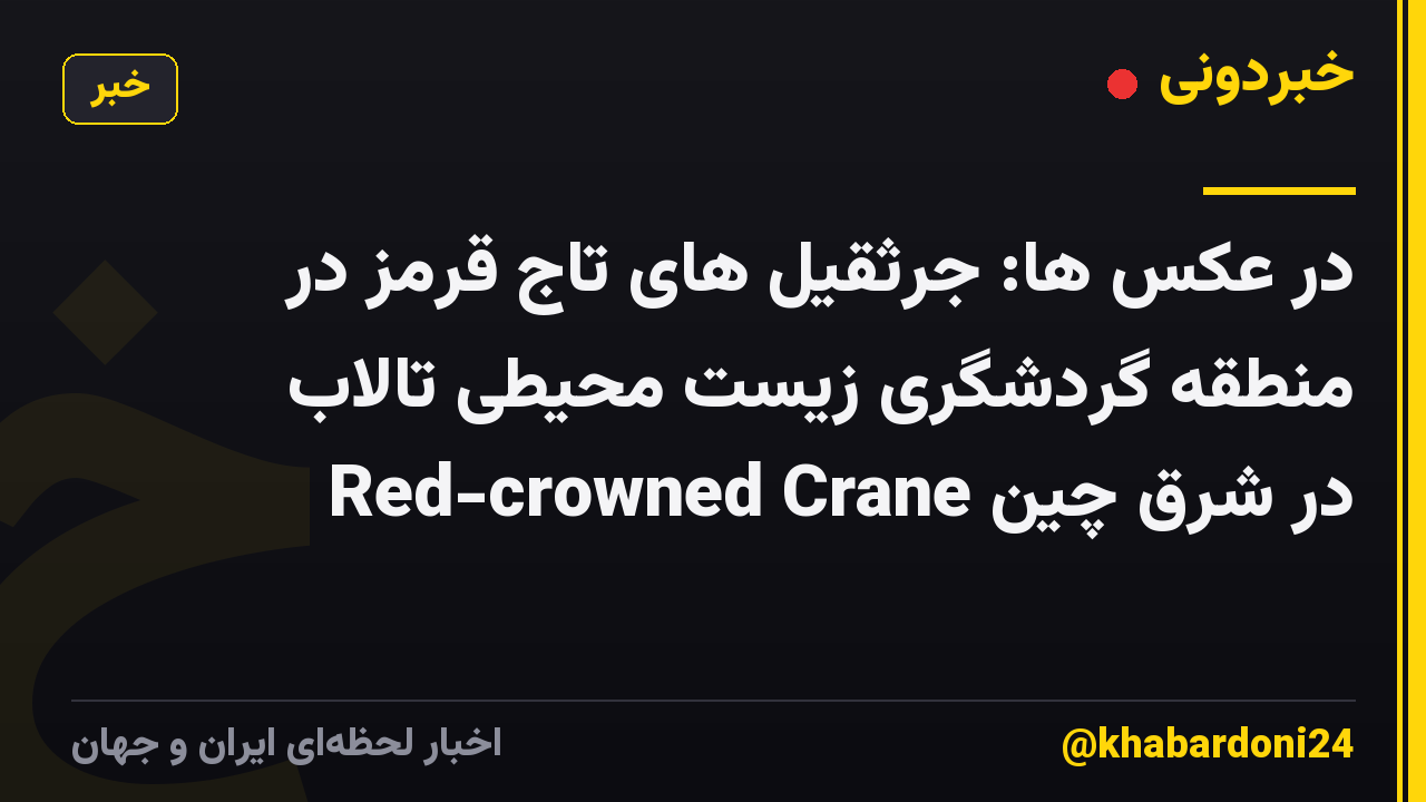 در عکس ها: جرثقیل های تاج قرمز در منطقه گردشگری زیست محیطی تالاب Red-crowned Crane در شرق چین