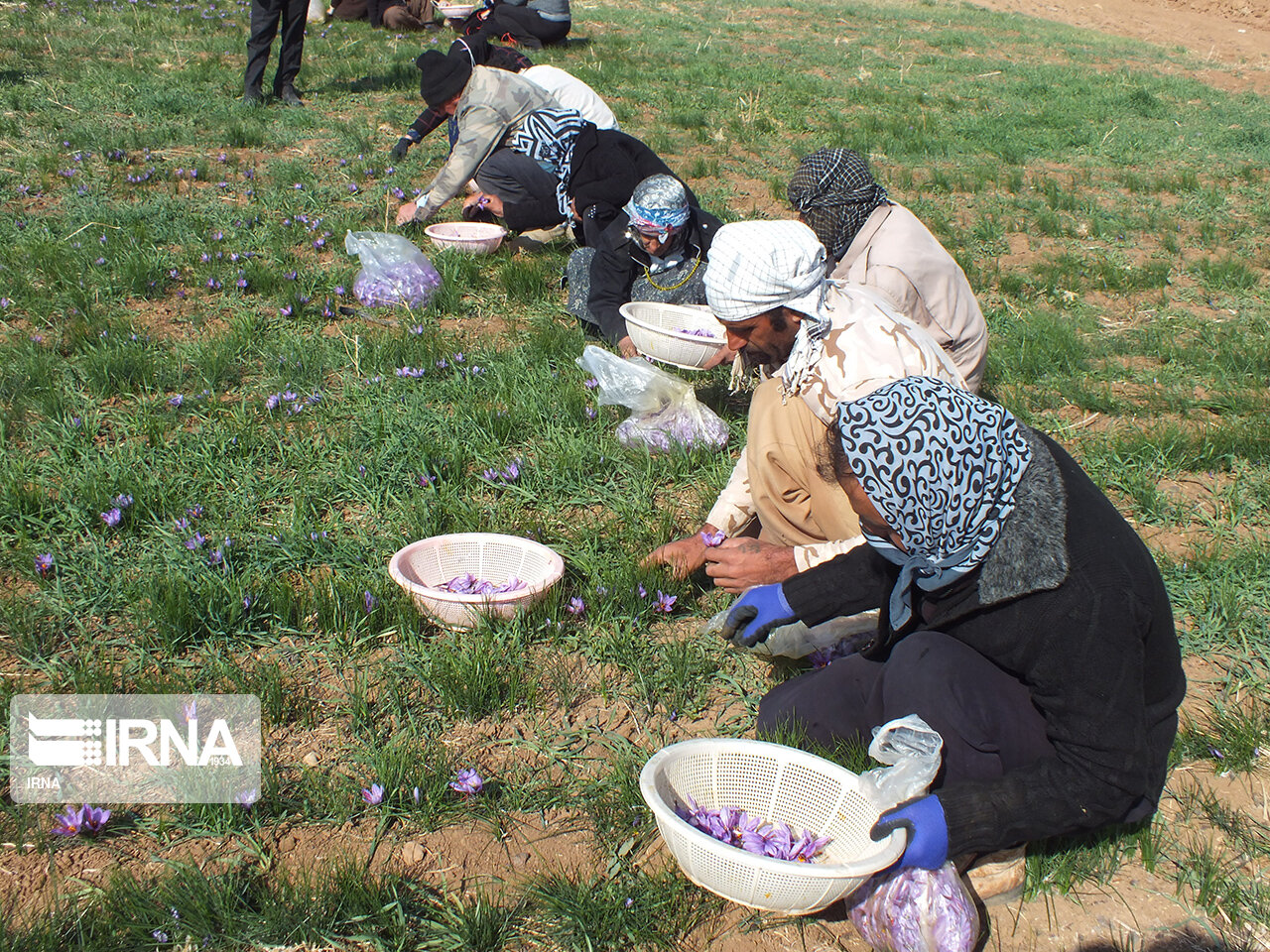 «طلای سرخ»  بهترین جایگزین محصولات آب‌بَر در کرمانشاه