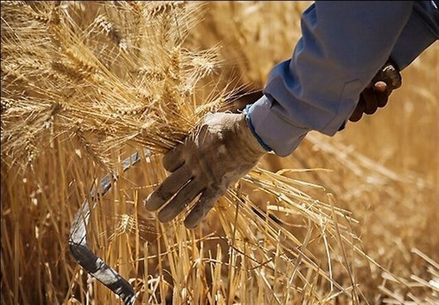 جدیدترین خبر برای گندمکاران/ قیمت گندم و نان آزاد میشود؟