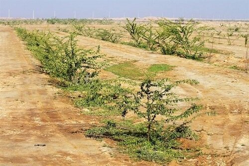 تأمین فضای سبز شهر سردشت با واگذاری ۱۱ هکتار زمین