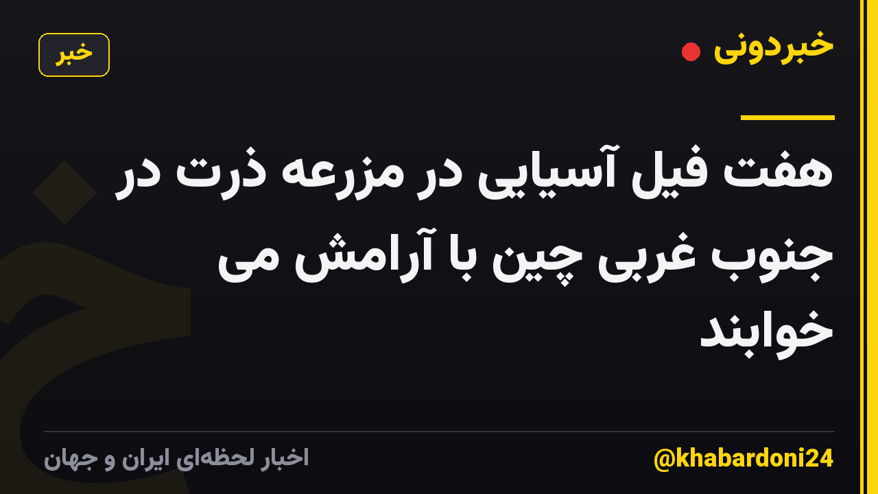 هفت فیل آسیایی در مزرعه ذرت در جنوب غربی چین با آرامش می خوابند
