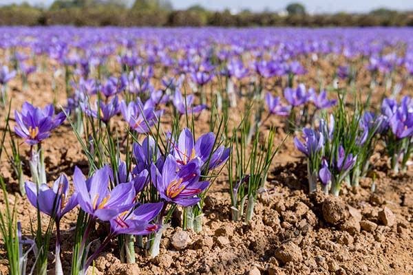 سطح کشت زعفران در بهشهر به ۷۰ هکتار رسید؛ توسعه ۱۰ هکتاری مزارع جدید