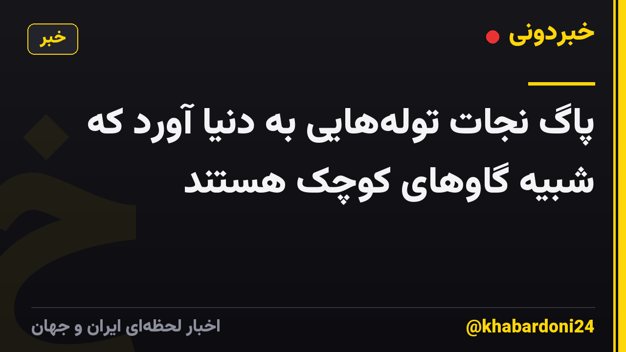 پاگ نجات توله‌هایی به دنیا آورد که شبیه گاوهای کوچک هستند