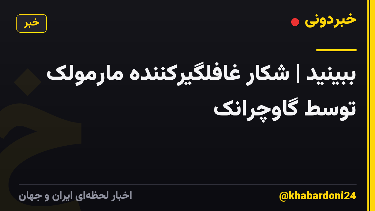 ببینید | شکار غافلگیرکننده مارمولک توسط گاوچرانک